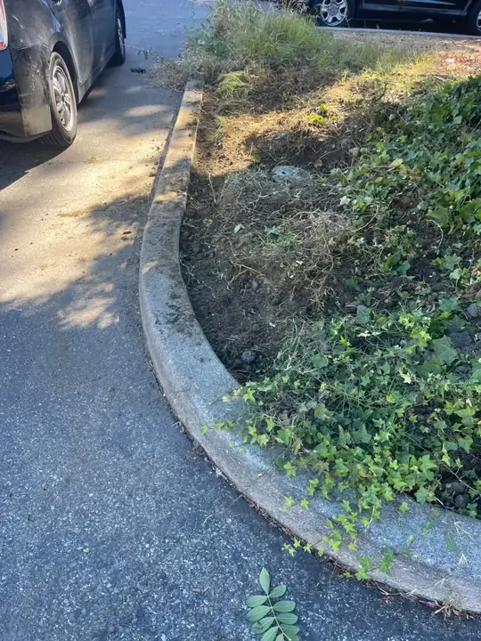 Finished planter next to the parking lot after a commercial sprinkler replacement in Mountain View